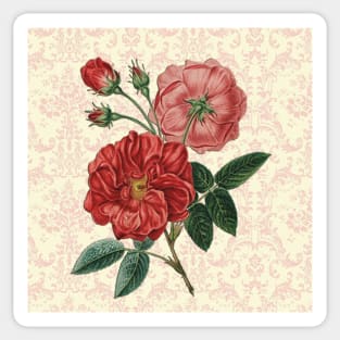 Rose Art Vintage Pink & Red Rose Design on Blush Pink, Cream Damask Pattern Sticker